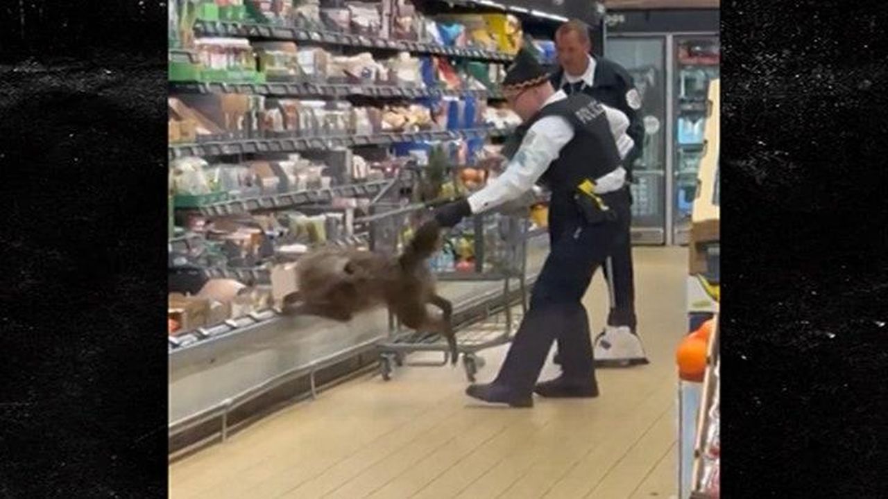 Il_coyote_che_ruba_la_scena_YoefGEqnUl - Confidenze24 source:allcelebrities - Il coyote che ruba la scena - Coyote in un supermercato