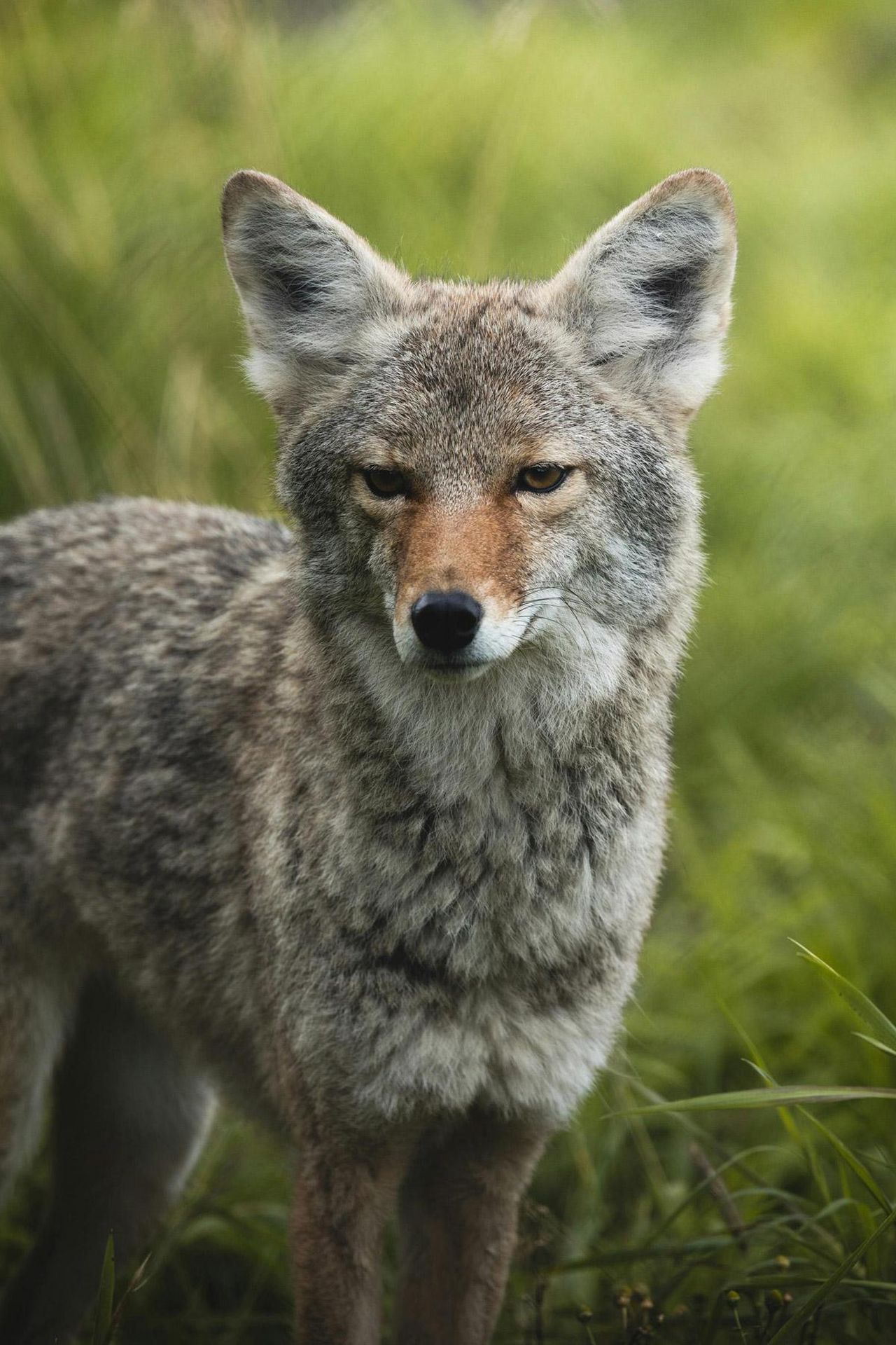 Il_ritrovamento_del_coyote_XxaDZOK1cE - Confidenze24 source:celebitchy - Il ritrovamento del coyote - Coyote trovato nel supermercato