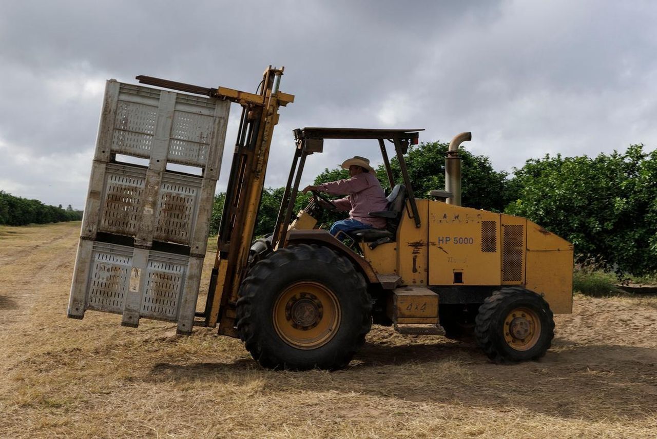 La_testimonianza_di_un_imprenditore_agricolo_1afWKXoumx - Confidenze24 source:rawstory - La testimonianza di un imprenditore agricolo - Un lavoratore agricolo guida un carrello elevatore per spostare contenitori da riempire con pompelmi.