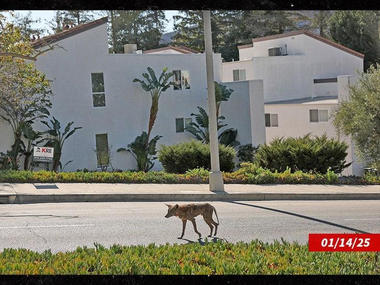 Nessun_cibo_per_gli_animali_sopravvissuti_Up2dIPl1qd - Confidenze24 source:allcelebrities - Nessun cibo per gli animali sopravvissuti - Cane solo dopo l'incendio a Palisades