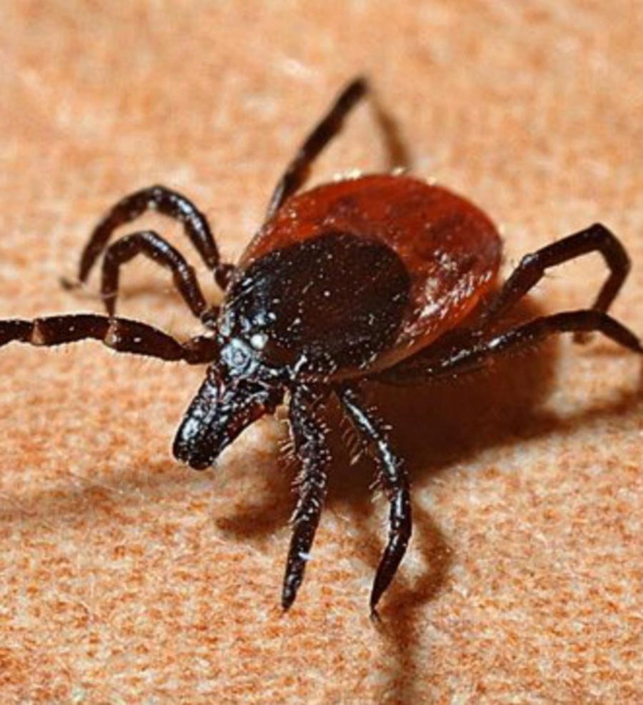 Scoperto_un_nuovo_virus_causa_sintomi_di_malattia_febbrile_26_casi_accertati_AauarNGf2p - Confidenze24 source:tvzap - Scoperto un nuovo virus, causa sintomi di malattia febbrile: 26 casi accertati - Immagine di una zecca