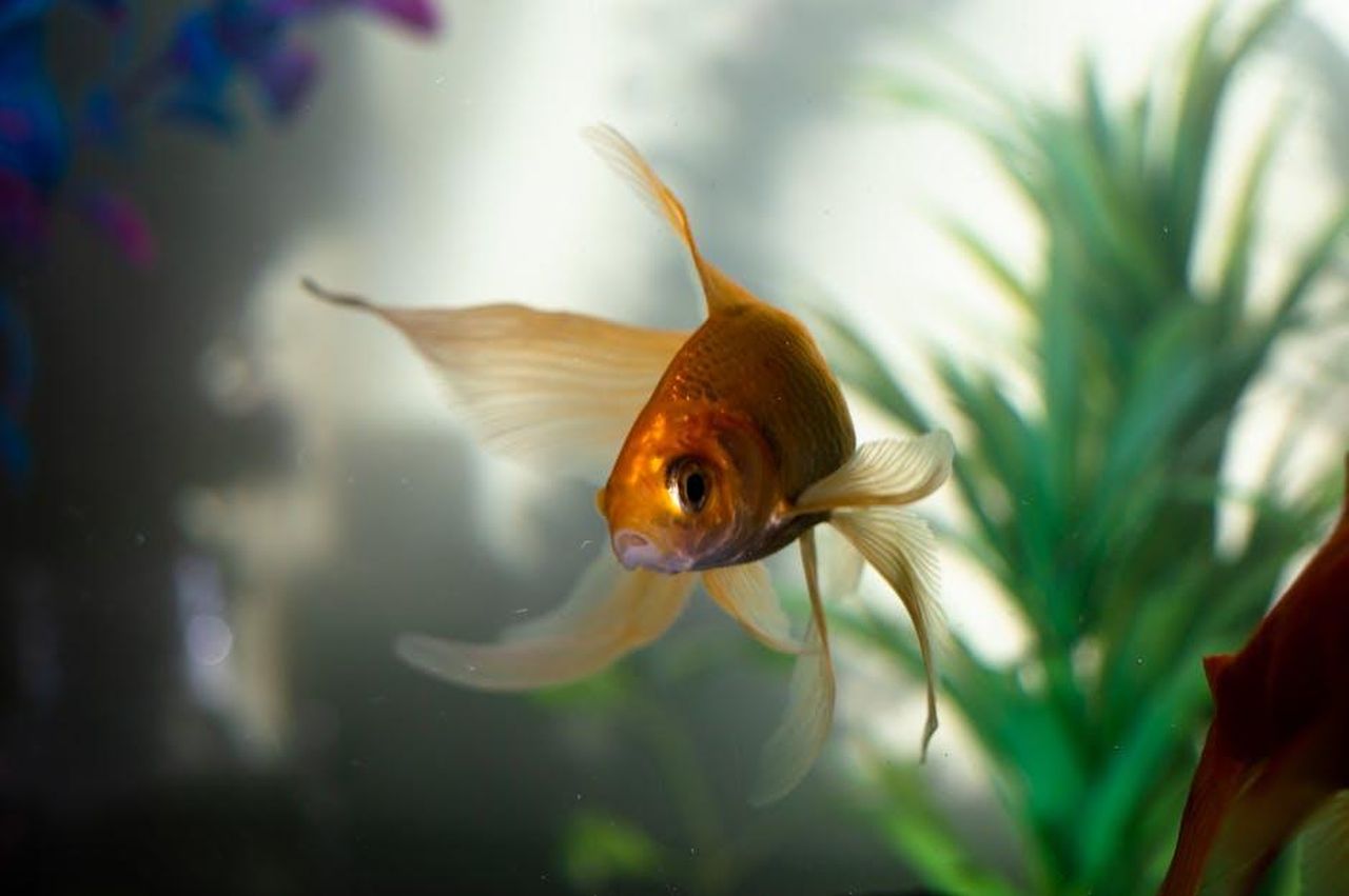 10_Pesci_7Qn506Adg2 - Confidenze24 Source: imsogabriel Stock - pexels - A graceful goldfish swims amidst aquatic plants in a serene aquarium setting.