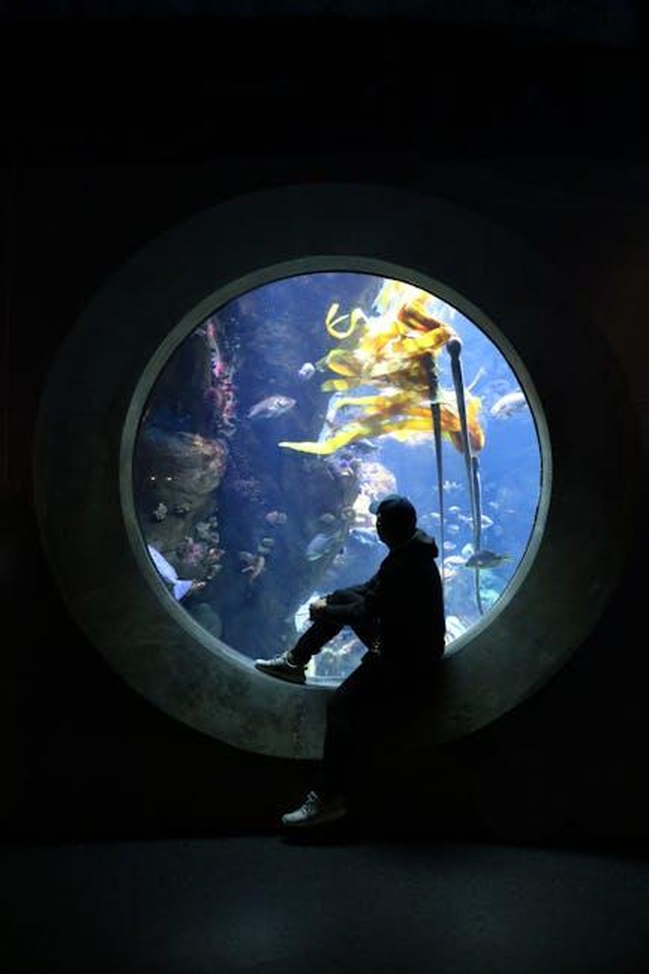 2015_Arrivo_al_California_Museum_MzlrT93Kkn - Confidenze24 Source: Ivy Son - pexels - A captivating silhouette of a person viewing an underwater scene through a large aquarium window in San Francisco.