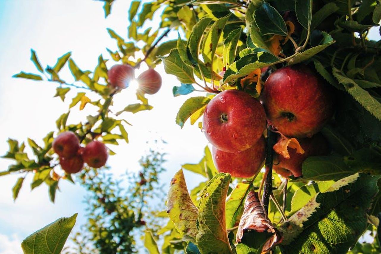 2_Alberi_da_frutto_r2Yq5BBgMx - Confidenze24 Source: Tom Swinnen - pexels - Vibrant red apples glistening with dewdrops hang from a branch in a sunlit orchard.