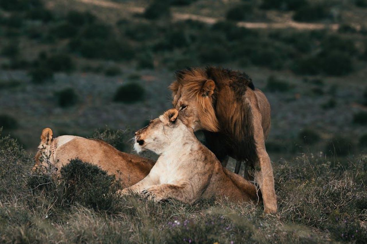 2_Leone_fascino_irresistibile_p3l9zzmHaG - Confidenze24 Source: Rachel Claire - pexels - A male and female lion tenderly bonding in a grassy savannah setting, illustrating wildlife relationships.