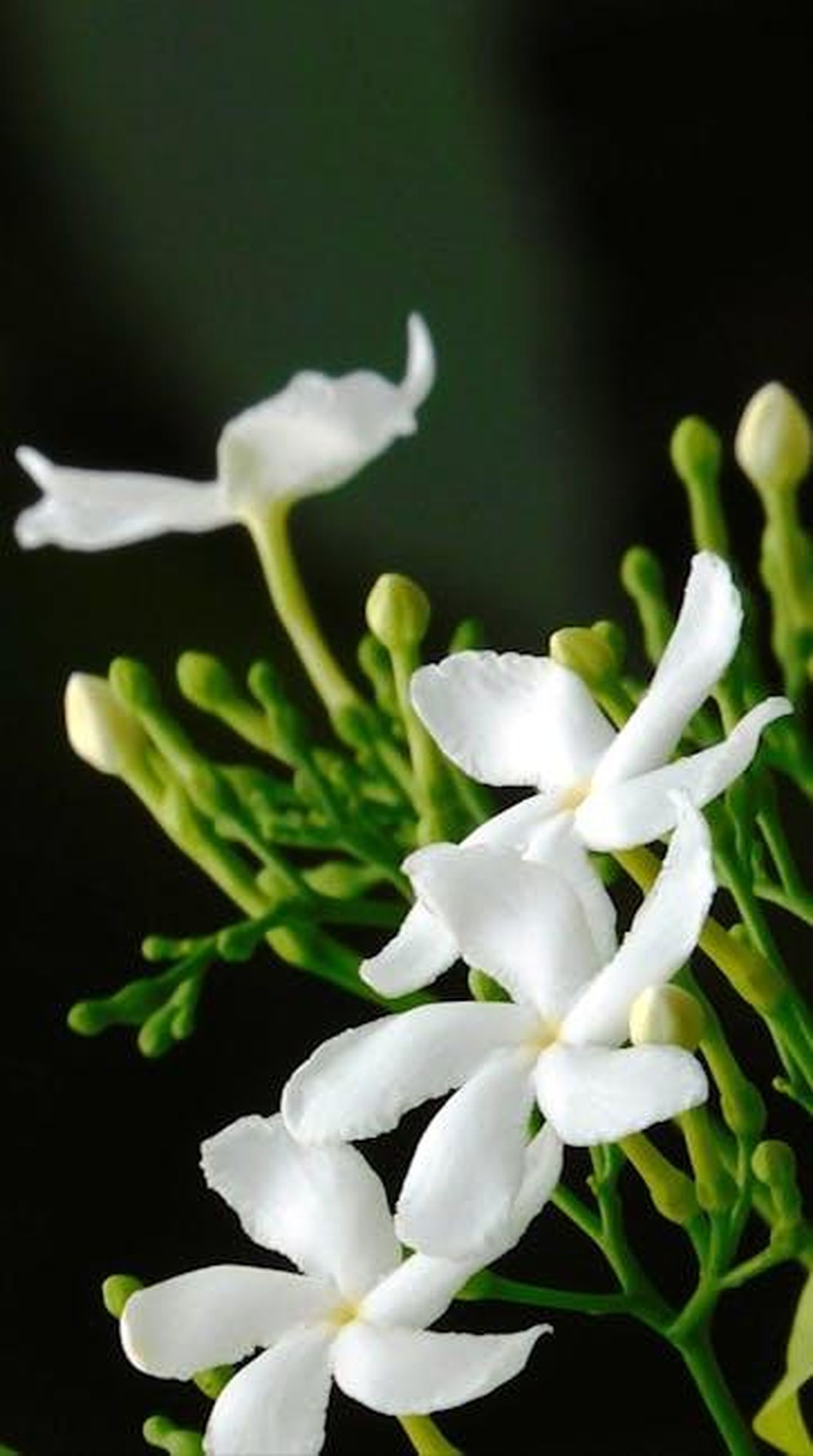 4_Gelsomino_rOjvrOKNqY - Confidenze24 Source: Swapnil Vishwakarma - pexels - Detailed close-up view of white jasmine flowers in full bloom against a dark background.