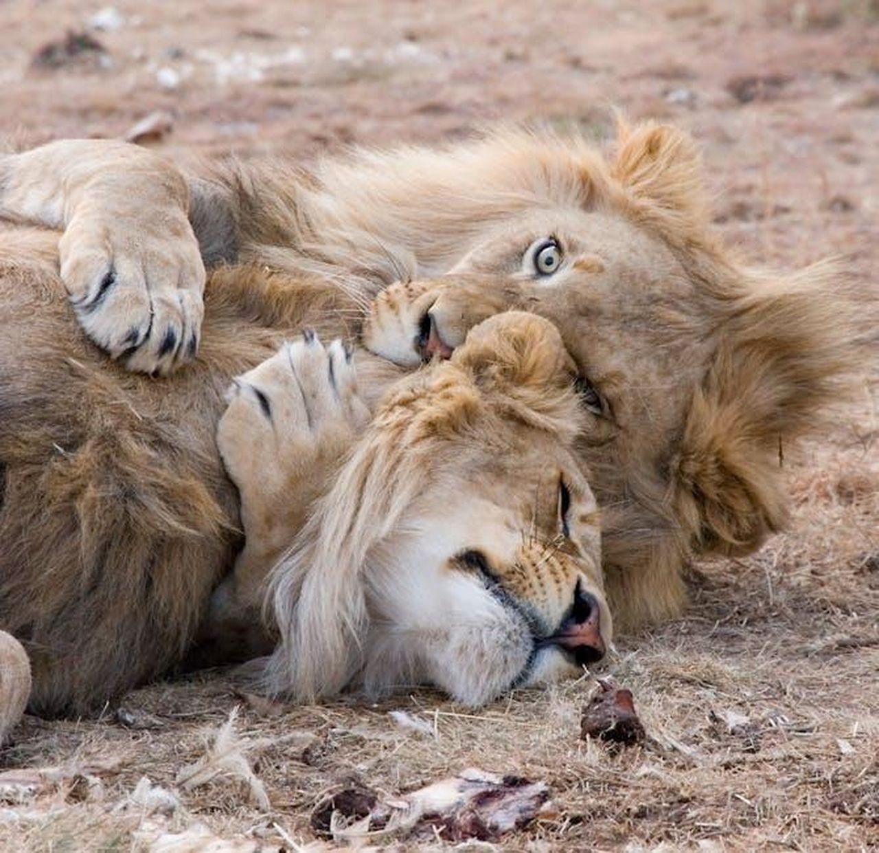 4_Leone_cogliere_le_opportunit_McOrLnZHeP - Confidenze24 Source: Gary Whyte - pexels - Two lions playfully wrestling on dry grass in Bo-Karoo, showcasing wildlife behavior.