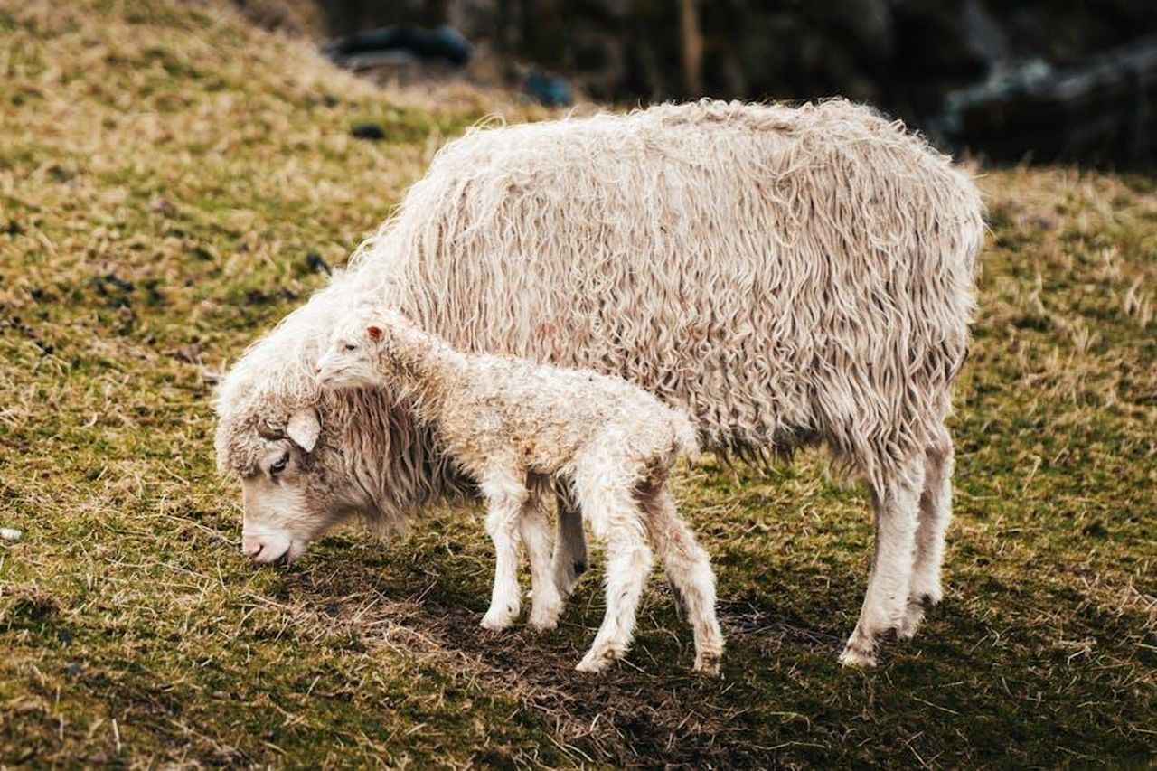 5_Ariete_riflessione_sui_sentimenti_O0whto9rKF - Confidenze24 Source: Raul Ling - pexels -