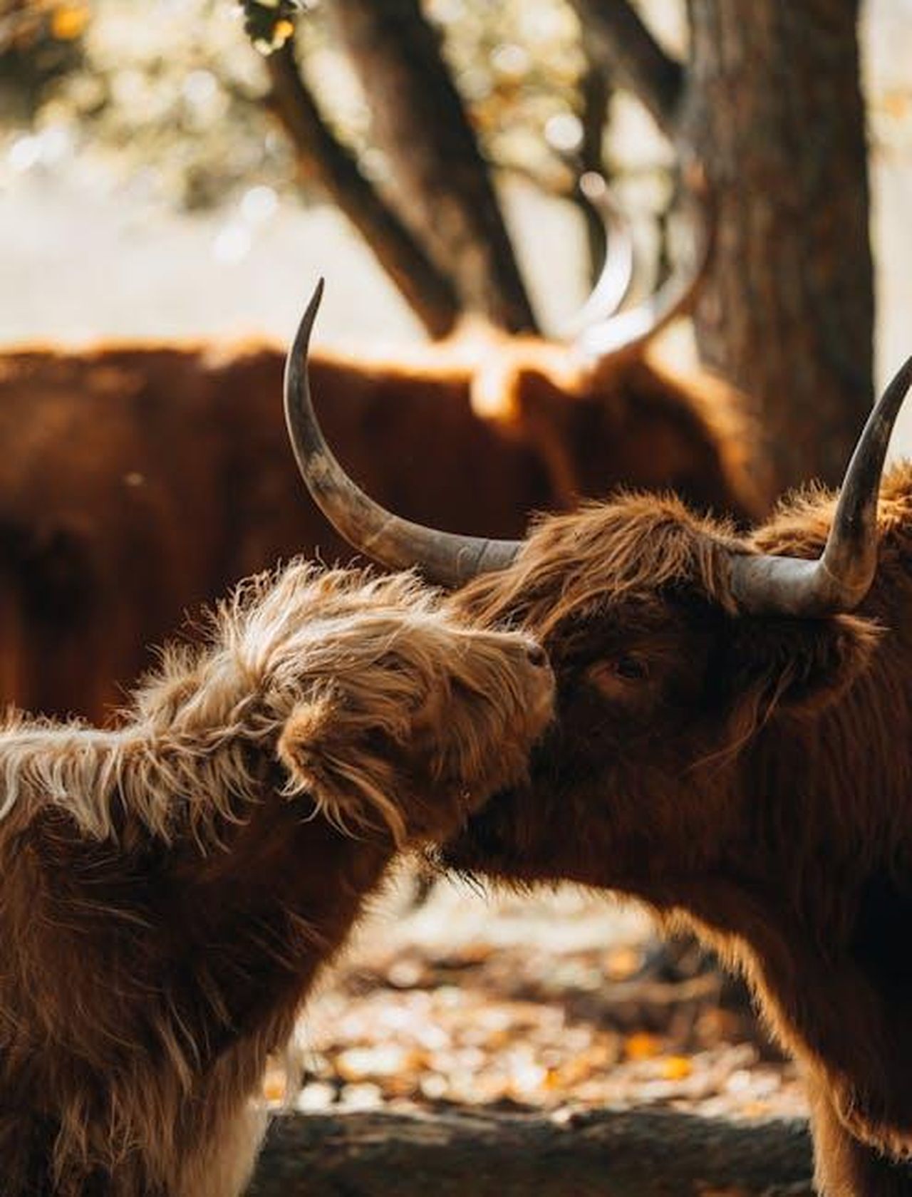 7_Toro_stabilit_vs_nuove_esperienze_BZjaGvfqrB - Confidenze24 Source: Stijn Dijkstra - pexels - A warm close-up of Highland cows sniffing each other in a sunny outdoor setting.
