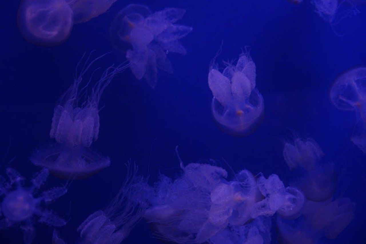 Acquario_liberarsi_del_pessimismo_HZLAYqxLai - Confidenze24 Source: Giuseppe Di Maria - pexels - Captivating jellyfish float gracefully against a deep blue background in Valencia's aquarium.