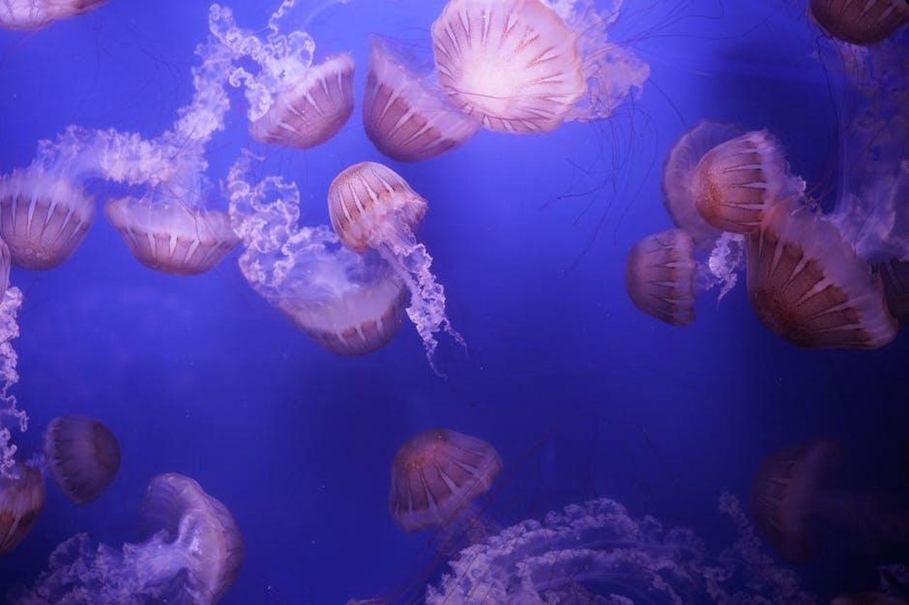 Acquario_passi_avanti_in_amore_zdcdkyM4xF - Confidenze24 Source: Giuseppe Di Maria - pexels - Ethereal display of jellyfish swimming in a Valencia aquarium with vibrant blue water.