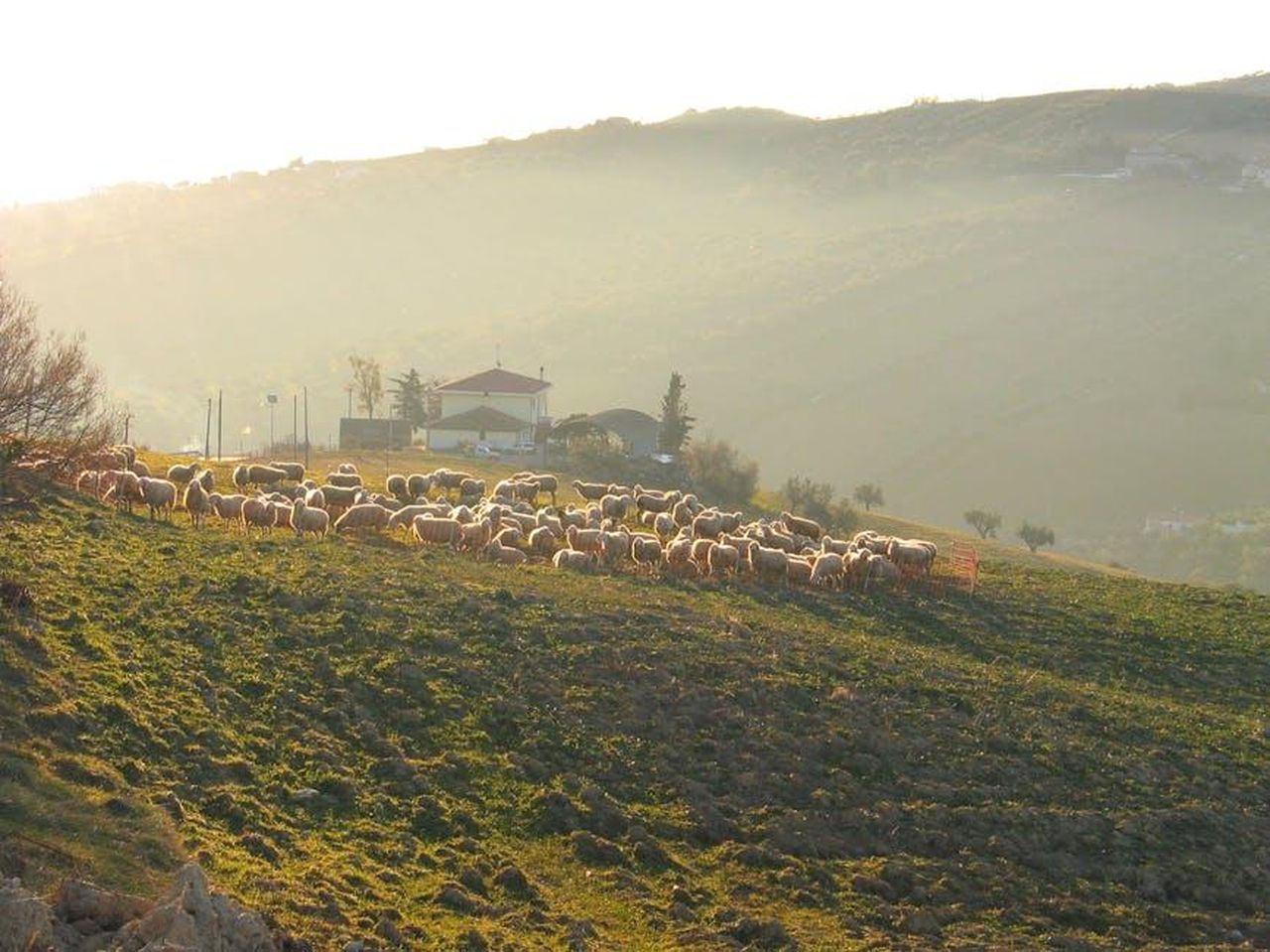 Alfonso_Signorini_sar_davvero_sostituito_jF5t9anApy - Confidenze24 Source: Roman Biernacki - pexels - Tranquil sunrise over a lush hillside with grazing sheep and farmhouse.