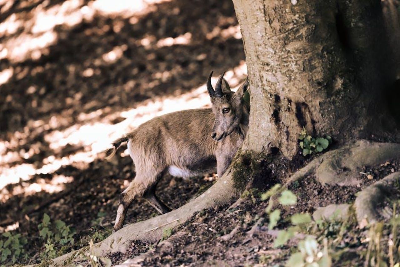 Capricorno_rapporti_in_crisi_W9W4OrLlQ3 - Confidenze24 Source: Christina & Peter - pexels - A wild goat with curved horns stands in a sunlit forest, blending into its natural habitat.