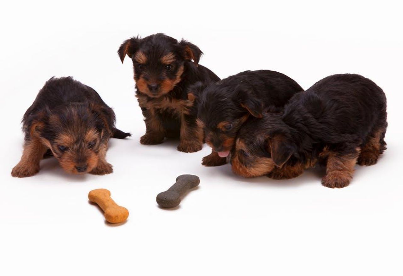 Caratteristiche_dei_dolcetti_per_cani_KqAibRoQgL - Confidenze24 Source: bill emrich - pexels - Adorable Yorkshire Terrier puppies interacting with bone-shaped treats in a studio setting.
