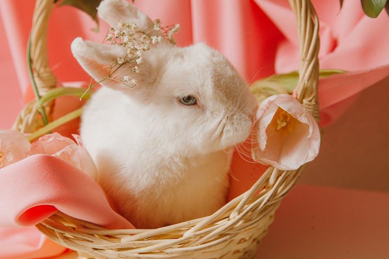 Celebrare_la_Pasqua_con_i_nostri_animali_kuNbseVcUG - Confidenze24 Source: ROMAN ODINTSOV - pexels - A cute white bunny nestled in a wicker basket with pastel flowers and fabric, perfect for Easter celebrations.