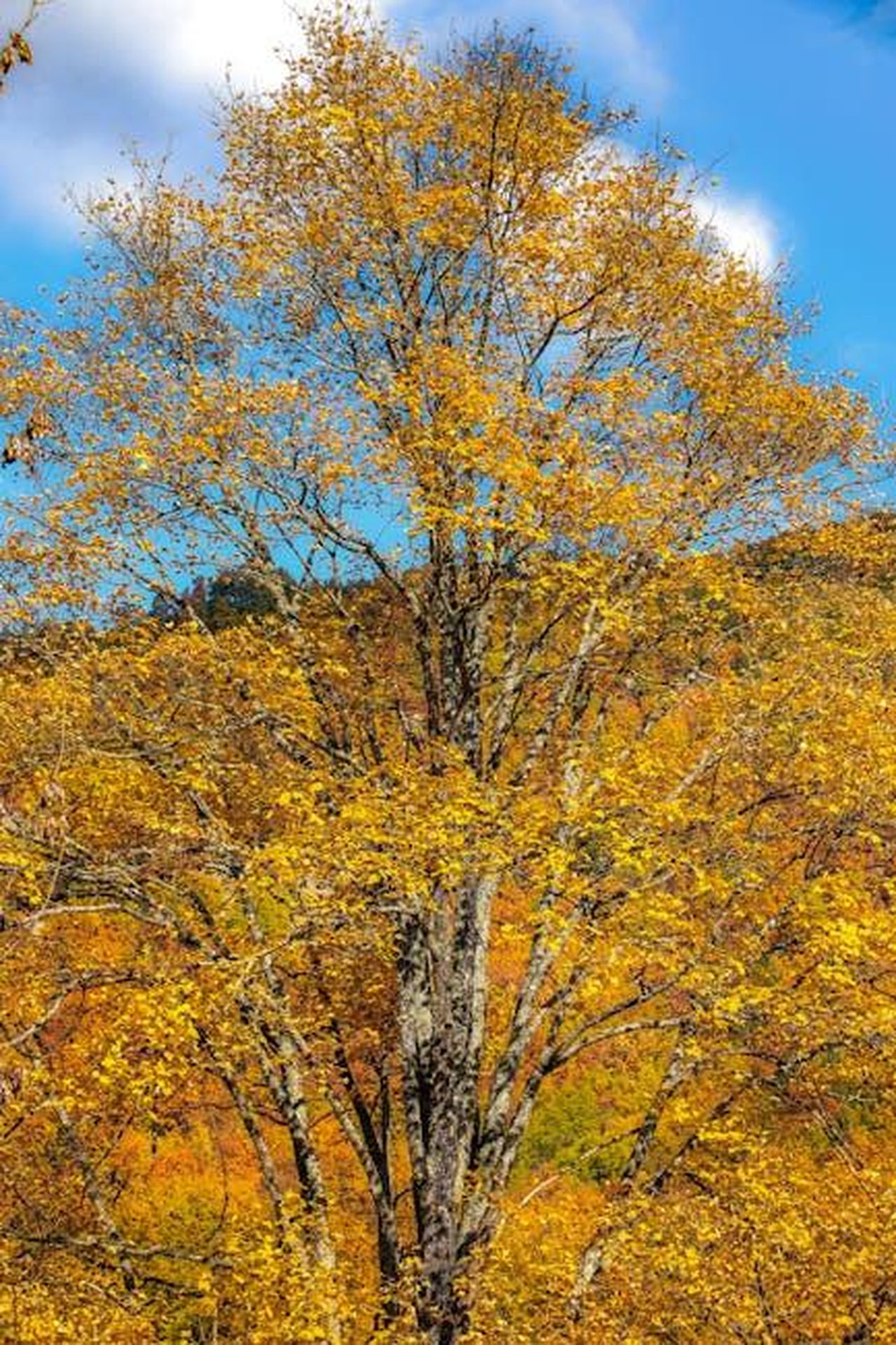 Classifiche_gare_canto_e_ballo_TrigNo_e_Antonio_ultimi_Chiamamifaro_e_Francesco_primi_50xbPeW6ul - Confidenze24 Source: Nikola Kojević - pexels - Free stock photo of 2025, animals, autumn