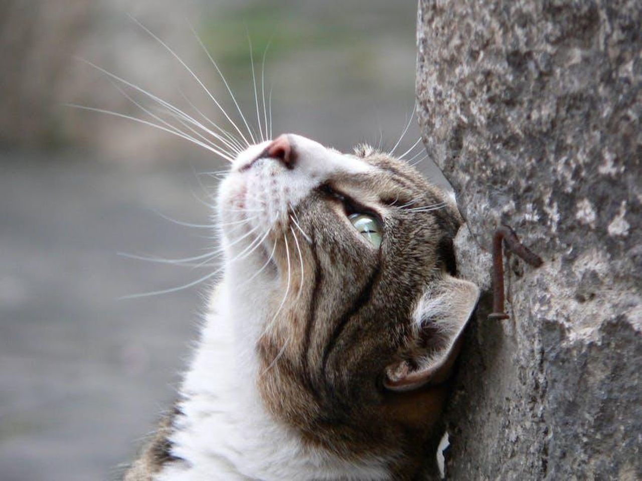 Crescono_gli_ascolti_del_Grande_Fratello_su_Canale_5_NVsMAelxl4 - Confidenze24 Source: Roman Biernacki - pexels - Domestic cat gazing upwards with a curious expression, close-up view.