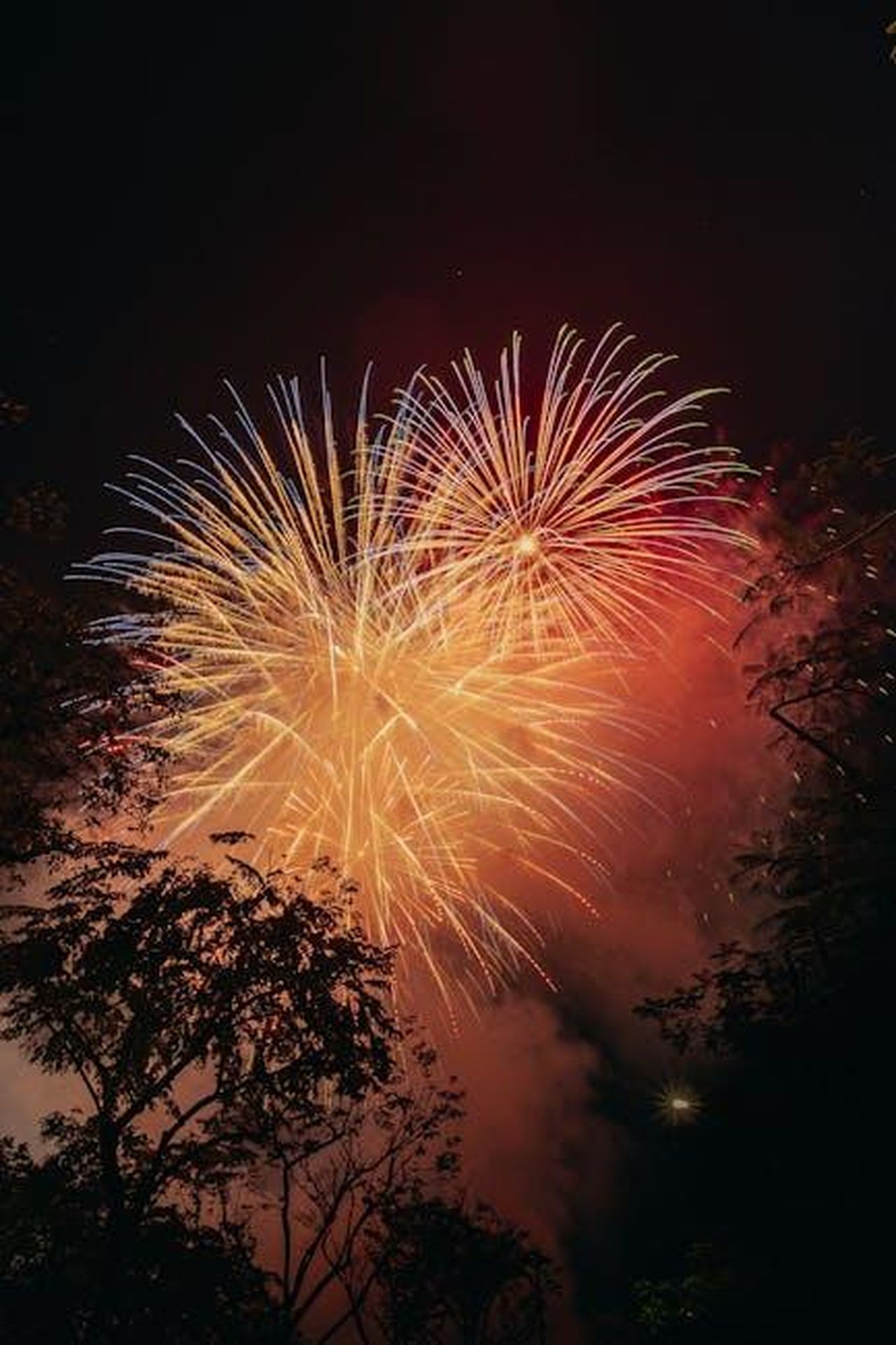 Data_ufficiale_dellultima_puntata_S1rT9vJHxC - Confidenze24 Source: Pew Nguyen - pexels - Colorful fireworks lighting up a night sky framed by dark trees, celebrating a festive occasion.