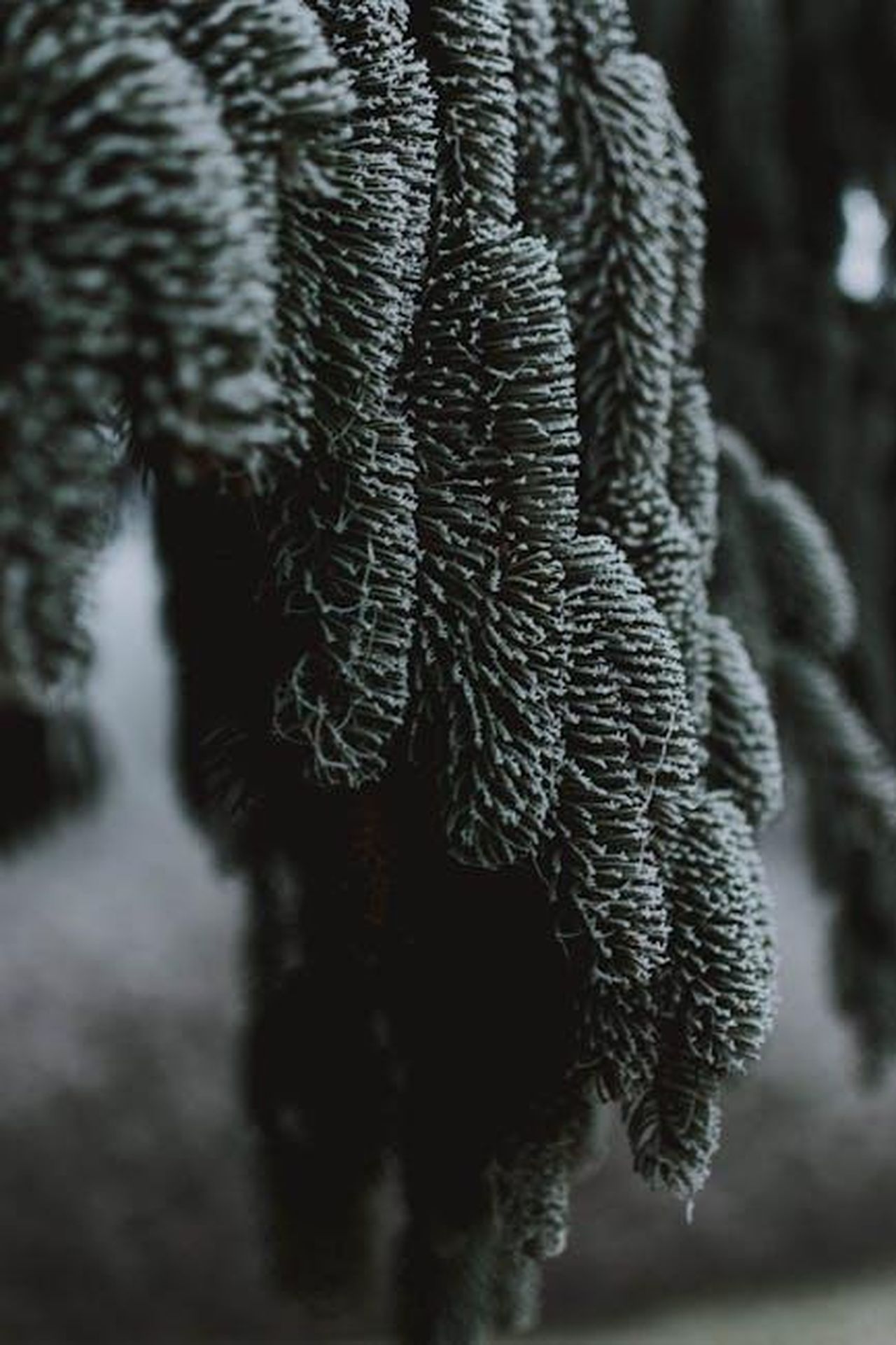 Fedez_con_Marco_Masini__Bella_stronza_Marco_Masini_fzCrAsfdG3 - Confidenze24 Source: lil artsy - pexels - Frost-covered evergreen branches create a textured winter scene.