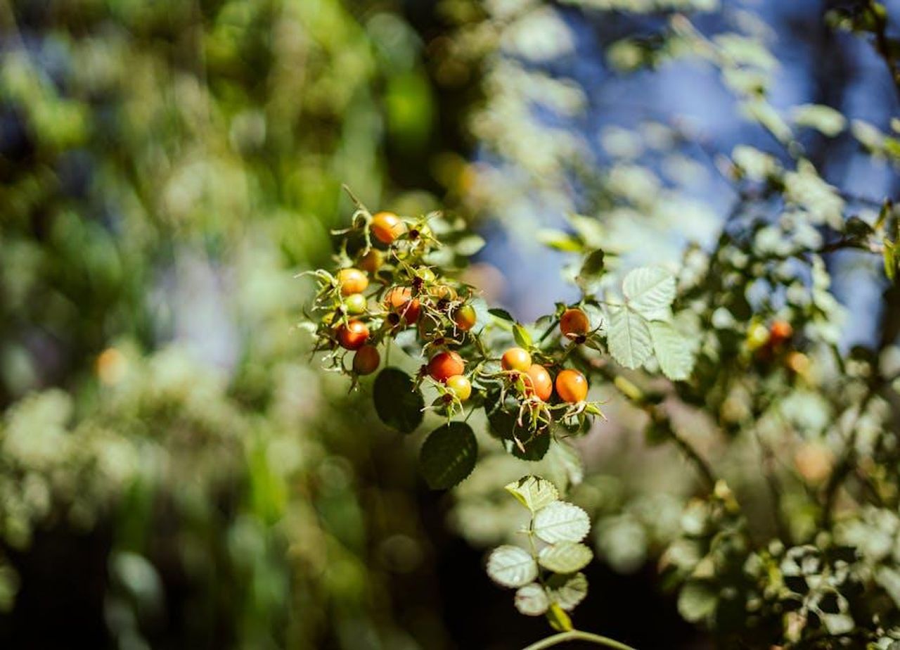 I_fan_commentano_la_possibile_love_story_tra_Tancredi_e_Rosa_ExS6u2zfhW - Confidenze24 Source: Andres Alaniz - pexels - Bright orange rose hips on a bush in Uspallata, Argentina under sunlight.