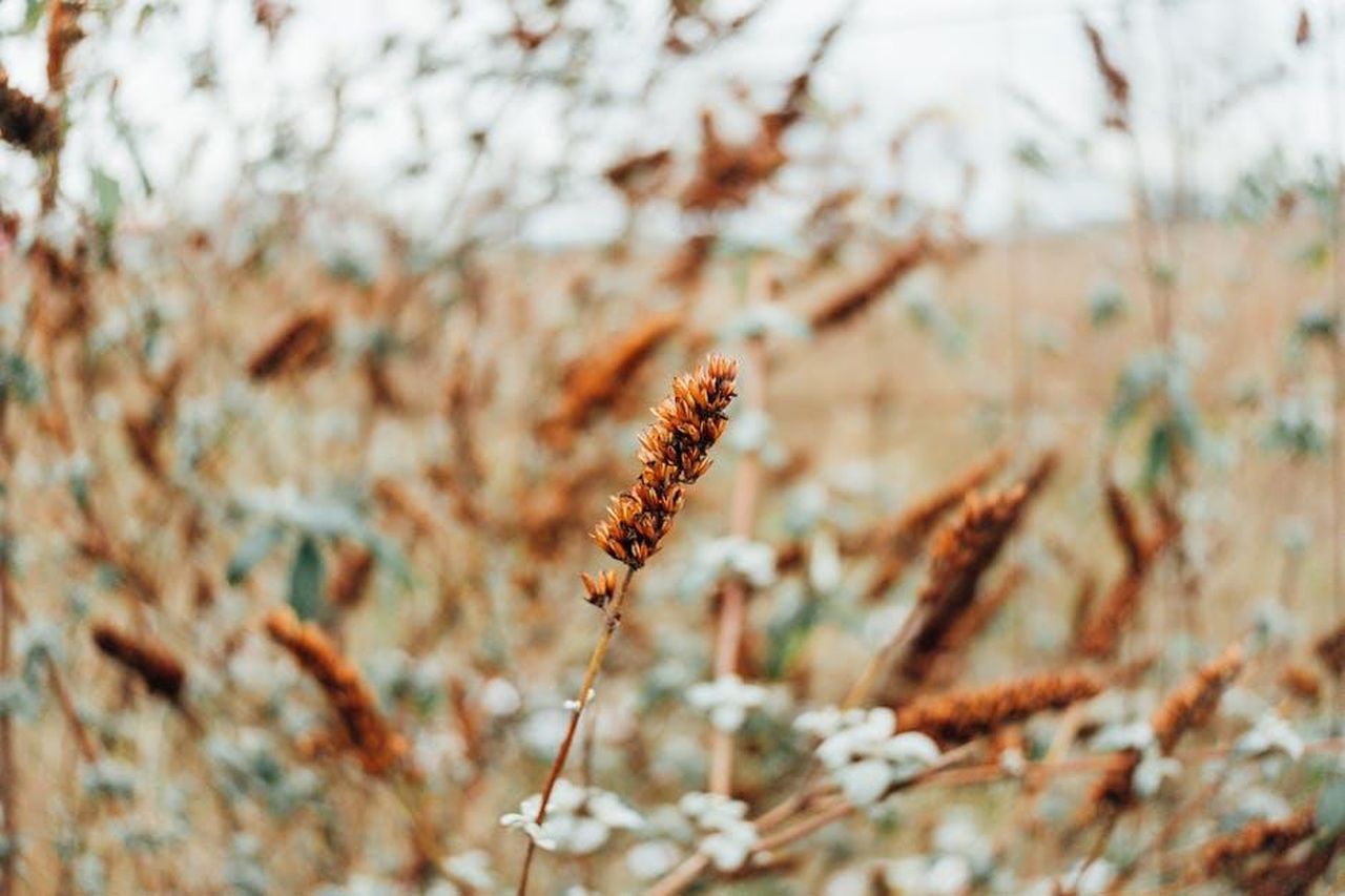 Il_caso_Cospito_e_le_sue_implicazioni_QQMnARSed5 - Confidenze24 Source: Markus Winkler - pexels - Detailed view of a brown plant in a field, capturing the essence of autumn.