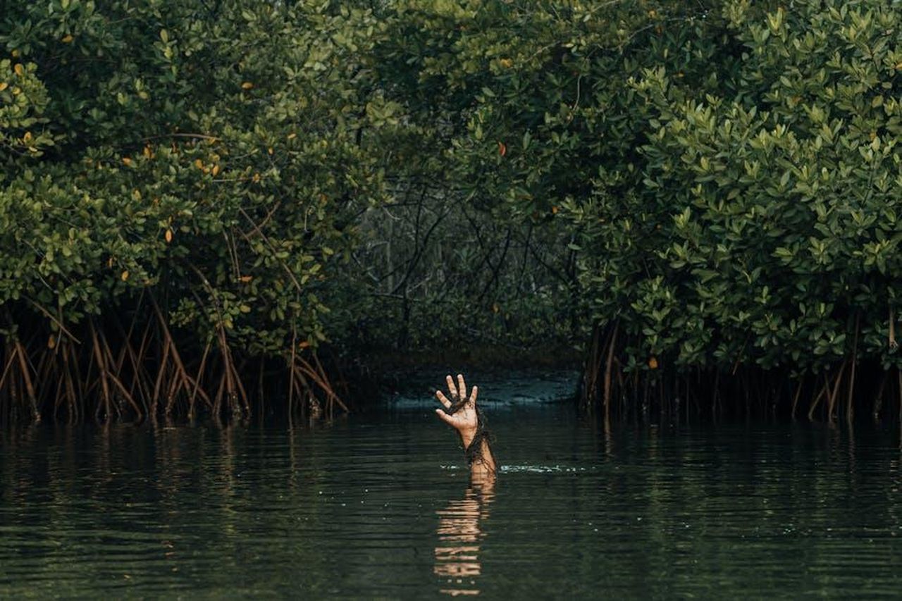 Il_distacco_e_le_critiche_alle_spalle_nFsGkmWDkK - Confidenze24 Source: Eduraw Pro - pexels - A solitary hand emerges from the lush mangrove waters, creating a mysterious and surreal scene.