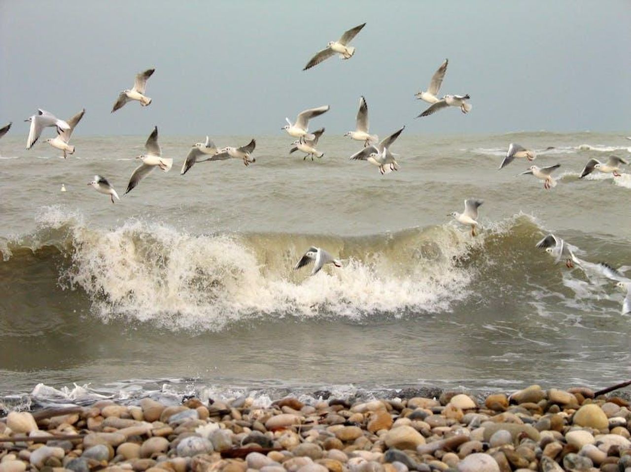 Il_mancato_ritorno_di_Dayane_al_Grande_Fratello_S9Clz9V4MR - Confidenze24 Source: Roman Biernacki - pexels - A flock of seagulls flying over crashing ocean waves near a pebble beach.