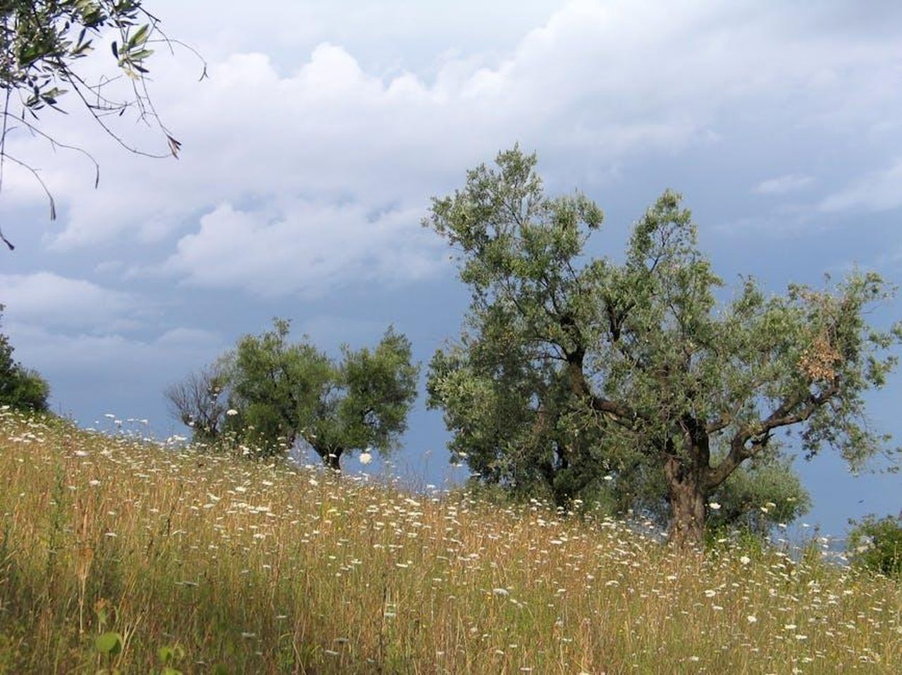 Il_nome_della_prima_finalista_donna_VSrAAEOc5Z - Confidenze24 Source: Roman Biernacki - pexels - Peaceful hillside with wildflowers and olive trees in rural Italy under a cloudy sky.