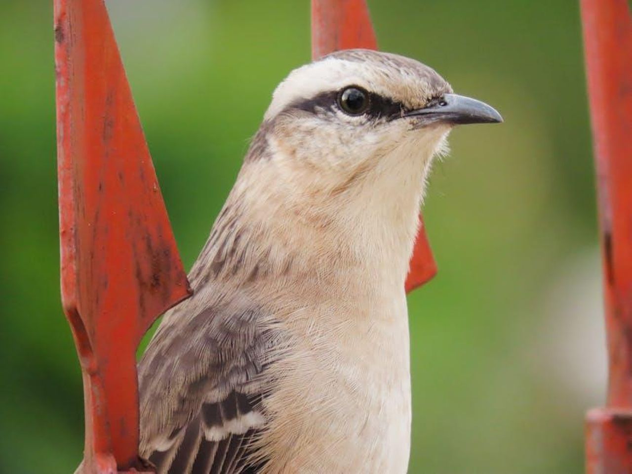 Il_ritorno_di_Manuel_e_la_verit_su_Pia_lVvD4ueDhN - Confidenze24 Source: Patrícia Nicoloso - pexels - Close-up of a bird perched in Santa Maria, Brazil, showcasing its intricate feathers.
