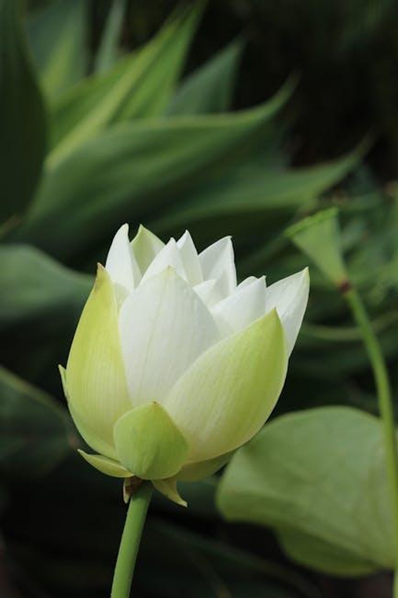 Il_ruolo_di_Patrick_in_The_White_Lotus_e_le_sue_riflessioni_DXUReKxFJz - Confidenze24 Source: Marena Lydon - pexels - Close-up of a serene white lotus flower in a lush Brisbane garden, showcasing natural beauty and tranquility.