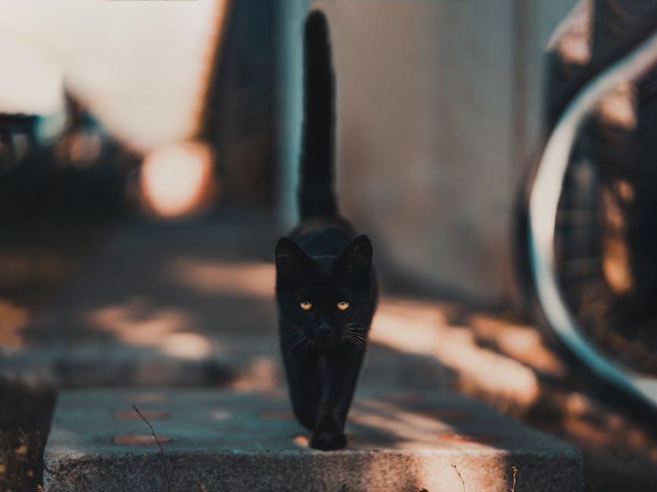 Incidenti_e_Superstizioni_PJGRUFzZd8 - Confidenze24 Source: David Bartus - pexels - A sleek black cat walking confidently on a sunlit pathway, bathed in warm daylight.