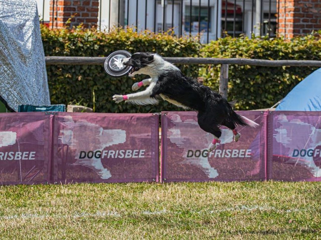 LEredit_va_in_pausa_per_lestate_2025_nQ7JBU7TK4 - Confidenze24 Source: Aliaksei Semirski - pexels - A Border Collie leaps to catch a frisbee during an outdoor dog competition.