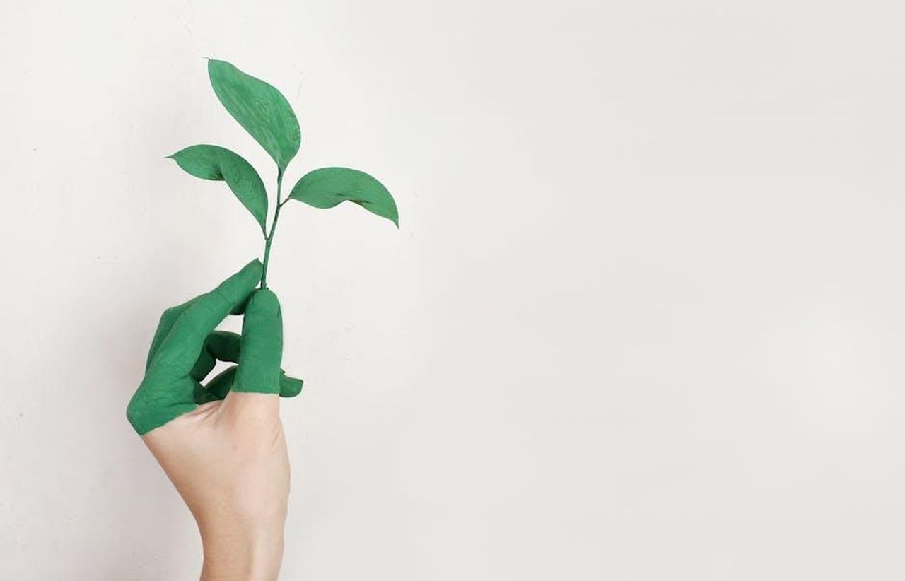 La_crescita_personale_di_Travis_Kelce_FoQ4liRlus - Confidenze24 Source: Alena Koval - pexels - A hand painted green holds a fresh plant sprout against a light background, symbolizing growth and sustainability.