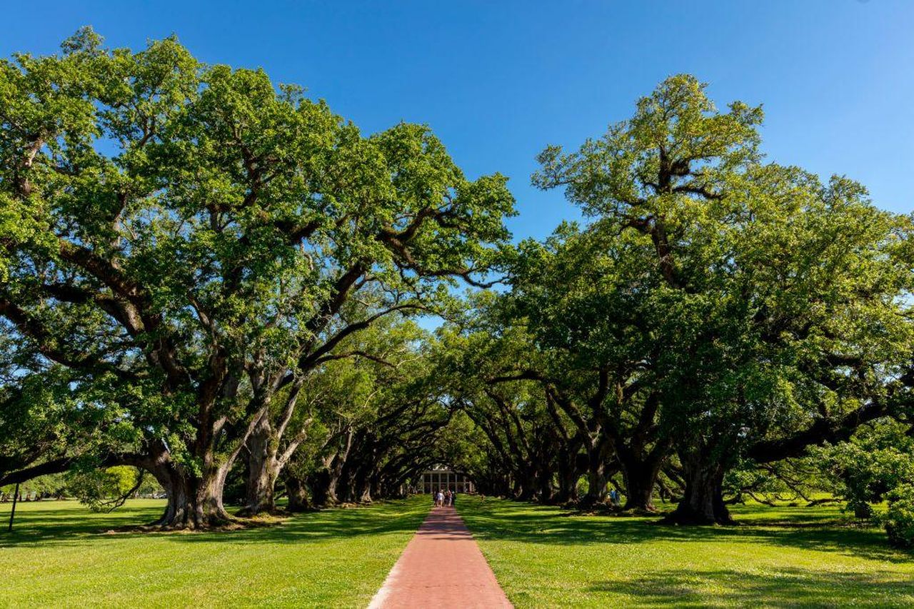 La_decisione_controversa_del_National_Park_Service_B4fSZpE7EN - Confidenze24 Source: Visions of America/Education Images/Universal Images Group via Getty I / Getty - Getty Images - Pianta di Oak Alley lungo il fiume Mississippi, vicino a Vacherie, Louisiana