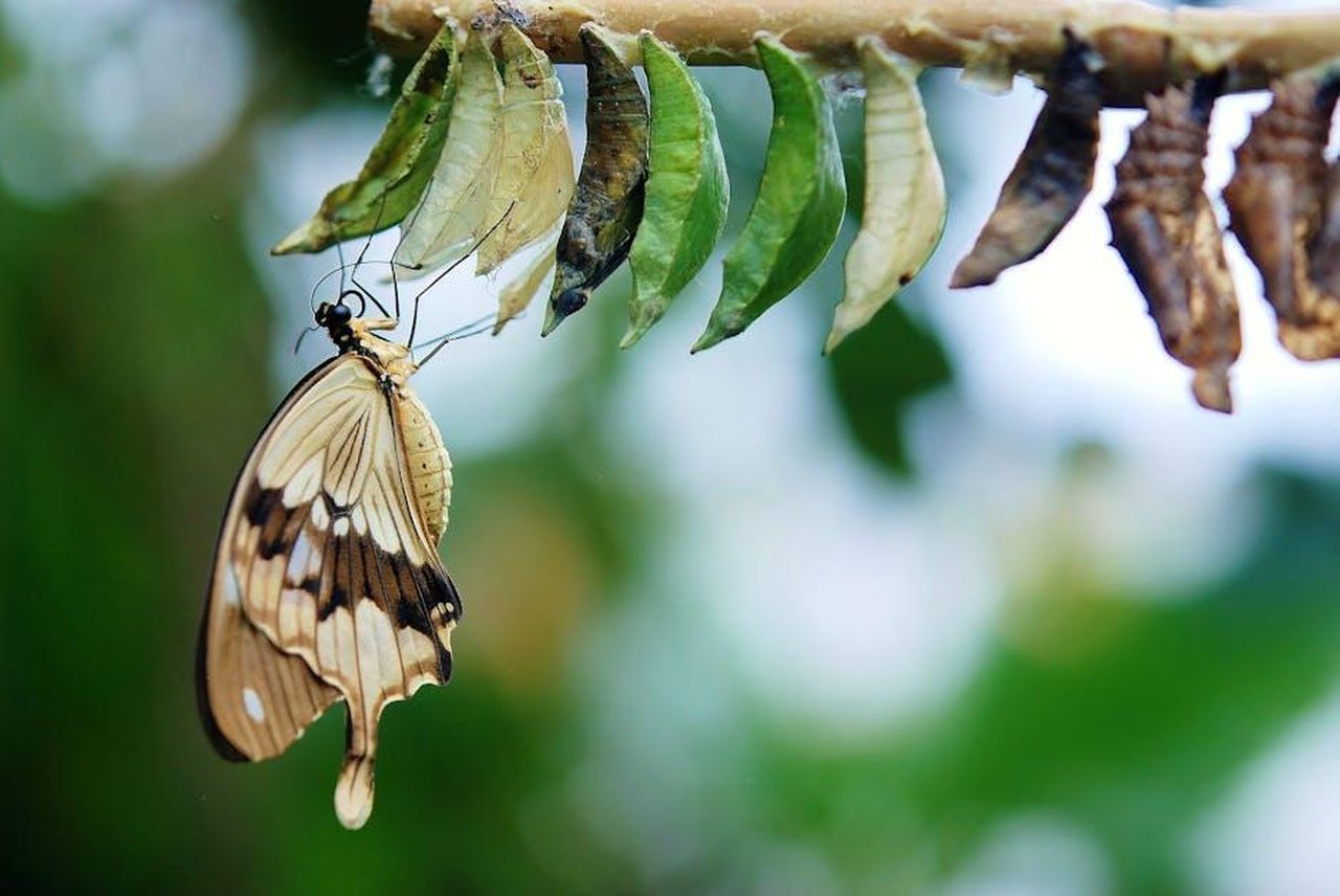 La_trasformazione_di_Mary_ritrovare_la_propria_luce_Pisl0mnR5Y - Confidenze24 Source: Pixabay - pexels - Detailed image of a butterfly emerging from cocoons, showcasing transformation and nature's beauty.