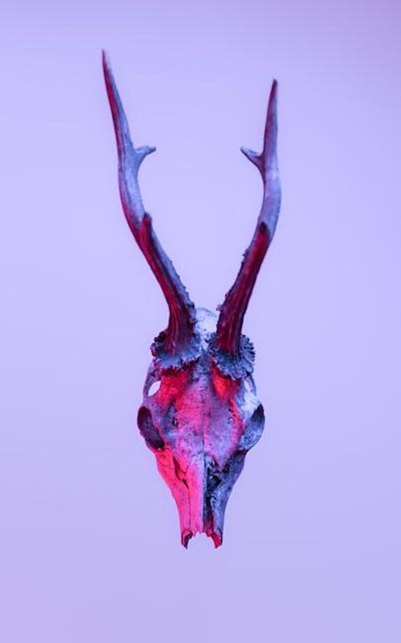 La_vendetta_di_Anna_4GnYeJeVYH - Confidenze24 Source: Marek Piwnicki - pexels - A haunting antlered skull depicted with vivid red lighting, conveying a mystical ambiance.