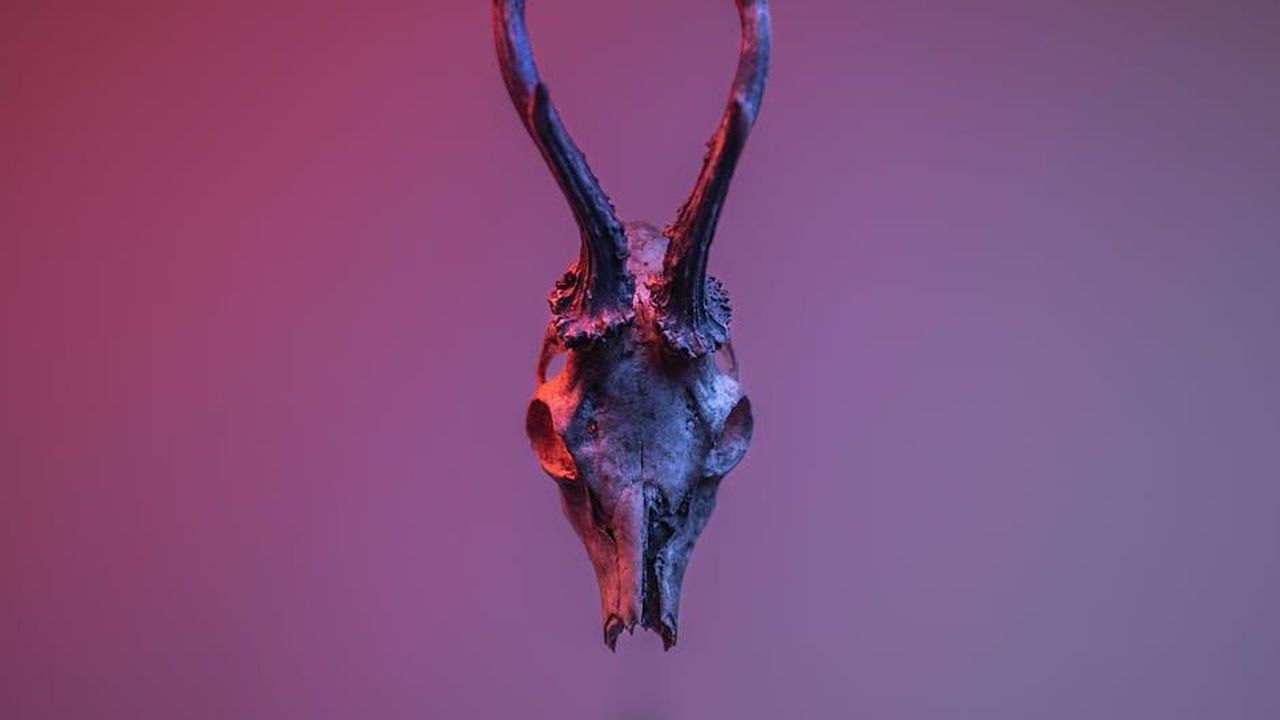 La_vendetta_di_Yeim_nei_prossimi_episodi_Tradimento_VB1i3SJQnq - Confidenze24 Source: Marek Piwnicki - pexels - A dramatic skull with antlers set against a moody backdrop, highlighting its mystic allure.