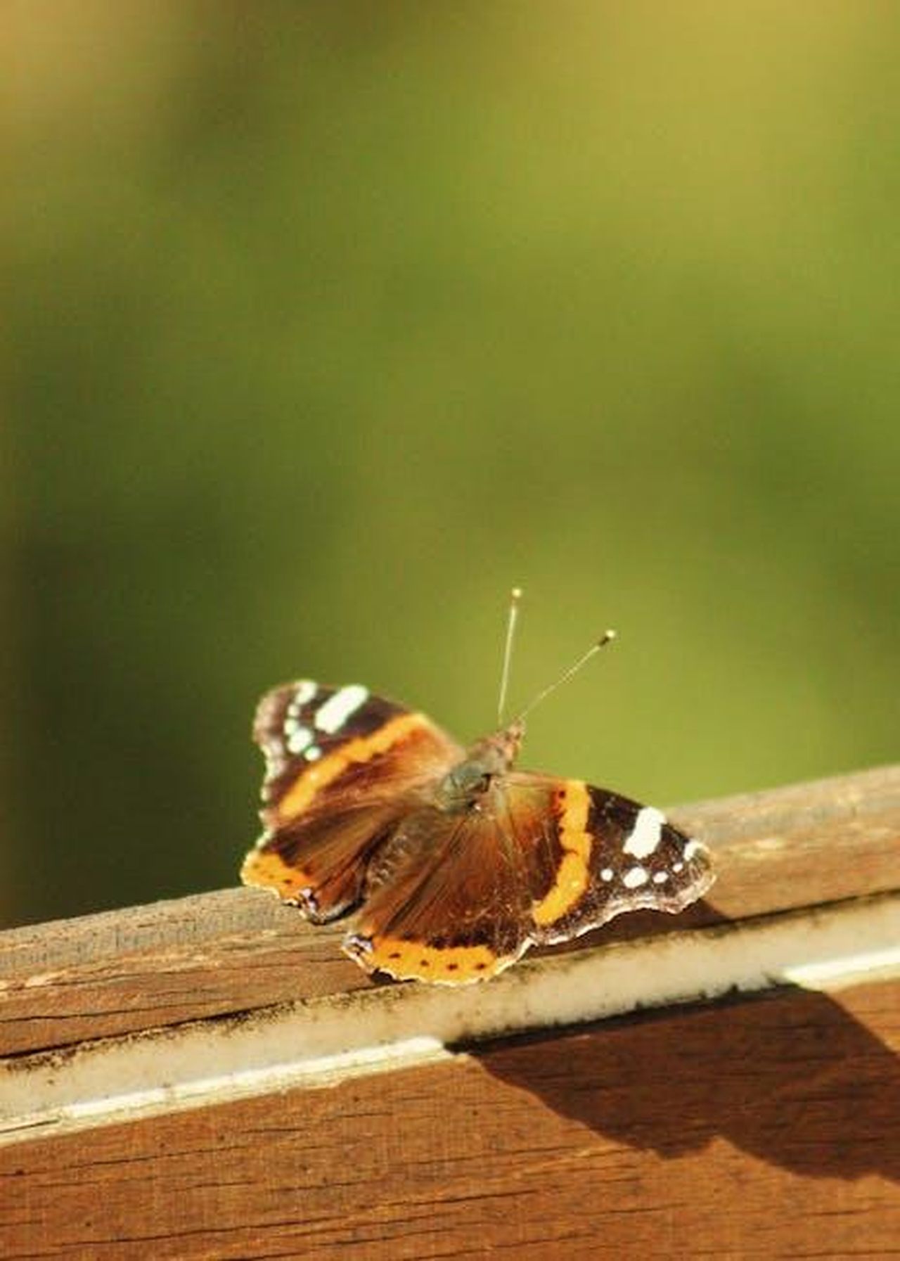 Le_critiche_di_Gasperini_al_proprio_giocatore_UzGPdPX9a2 - Confidenze24 Source: Kader Azra Namuslu - pexels - A Red Admiral butterfly perched on a wooden structure, showcasing its vibrant wings.