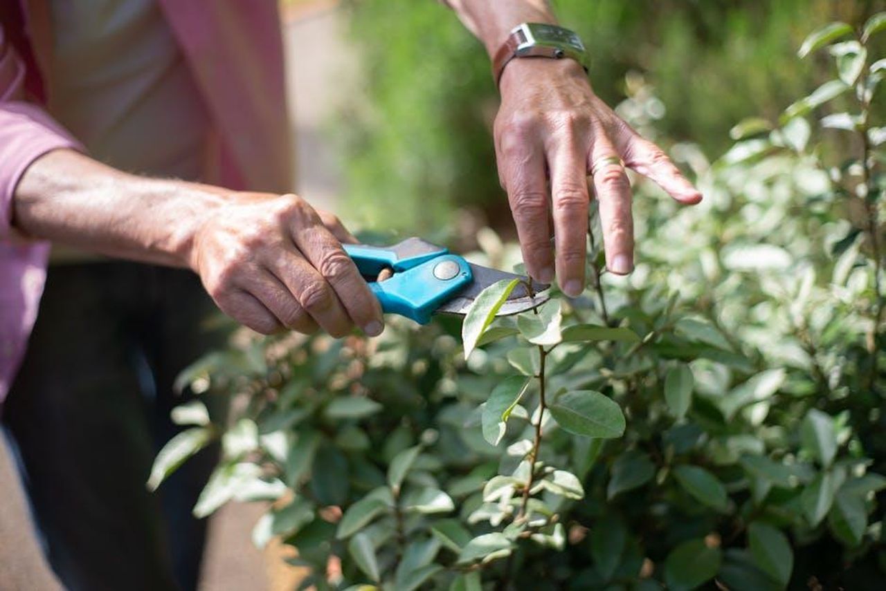 Le_piante_da_potare_a_febbraio_0eMXSRkjGK - Confidenze24 Source: Kampus Production - pexels - Close-up of hands pruning plants with shears in a sunny garden, showcasing gardening care.