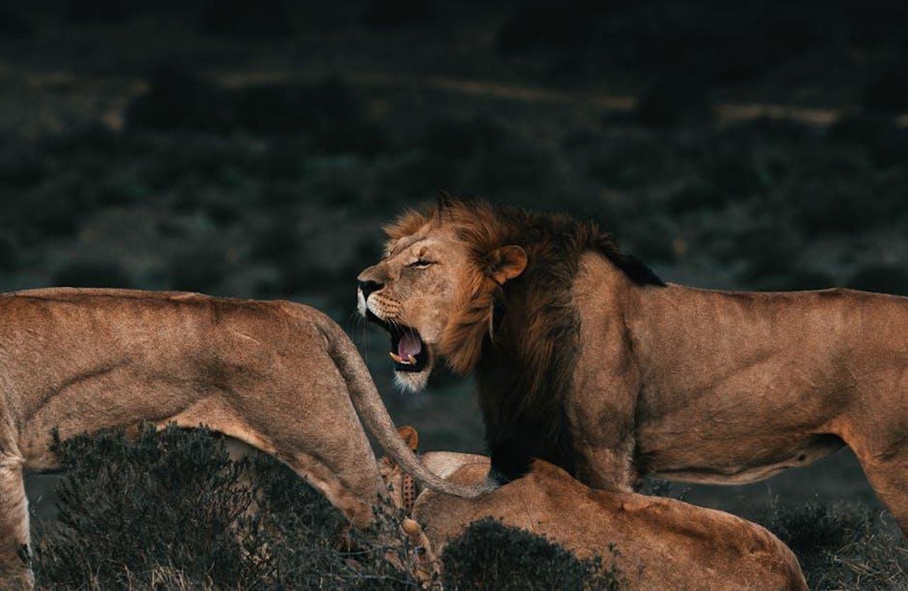 Leone__Il_carisma_illumina_il_percorso_C2Cm5ZhKuK - Confidenze24 Source: Rachel Claire - pexels - A group of lions, including a roaring male, in their natural habitat on the African savannah.