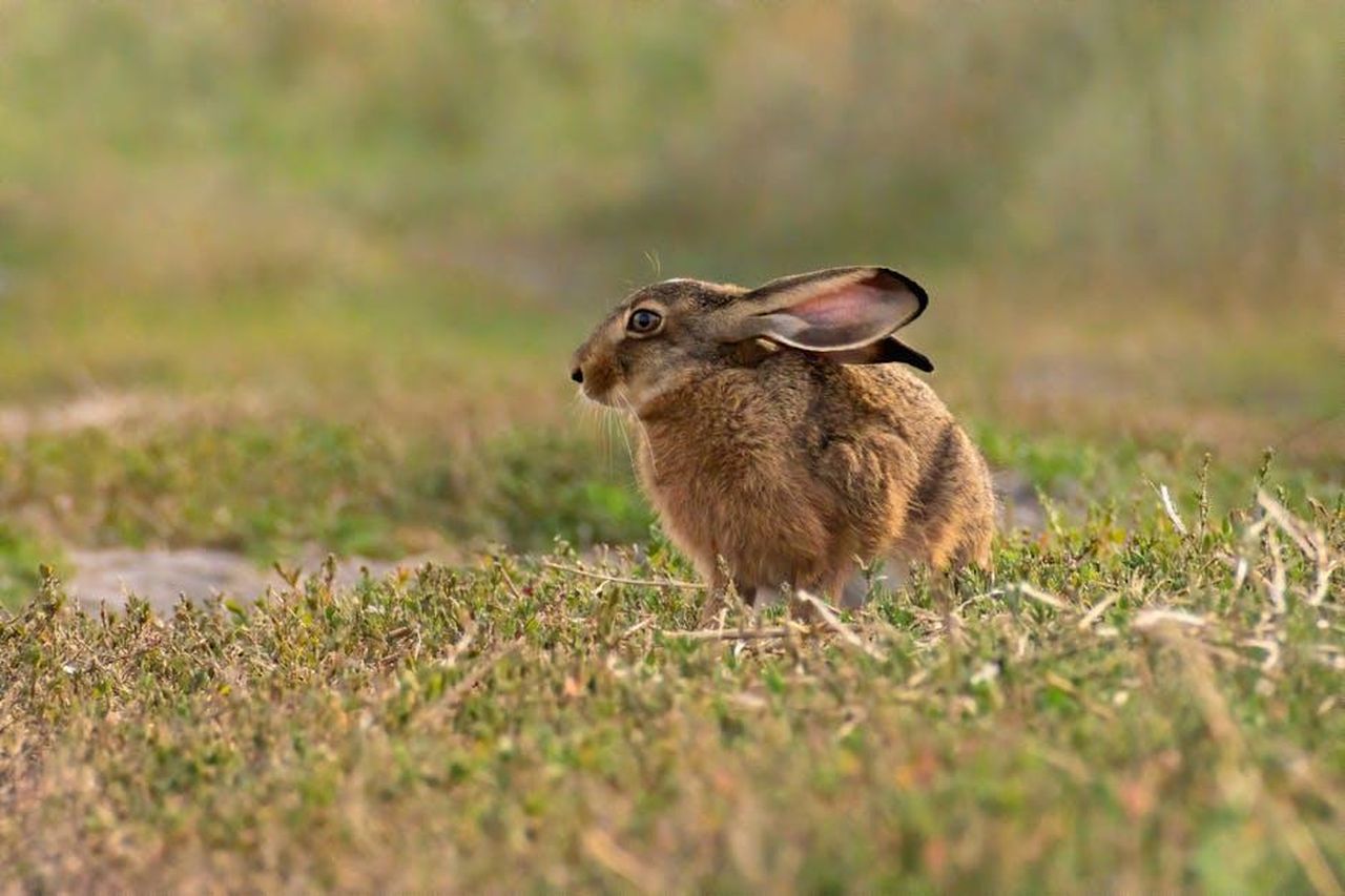 Leone_entusiasmo_e_opportunit_TtbGjMKEVy - Confidenze24 Source: Péter Kövesi - pexels - A wild hare sits alert in a grassy meadow during the day, showcasing wildlife in nature.