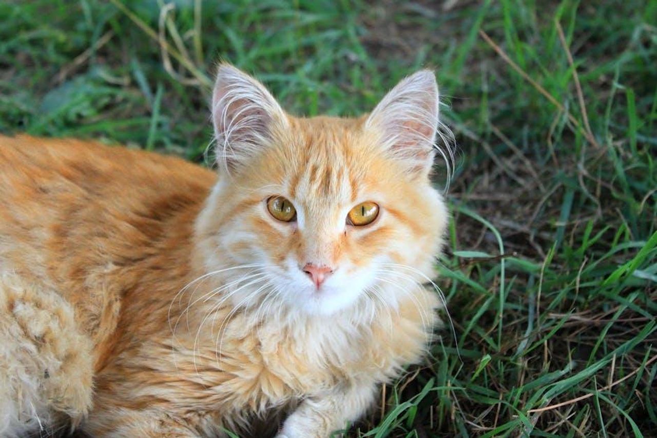 Leone_produttivo_ma_con_difficolt_Pnj3hgHBST - Confidenze24 Source: Merve ÇAKIR - pexels - Close-up of a fluffy orange Maine Coon cat relaxing on green grass.