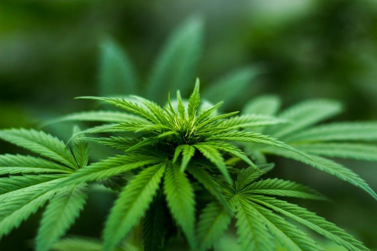 Limportanza_della_cannabis_kVvjGf026e - Confidenze24 Source: Michael Fischer - pexels - Vibrant close-up of a cannabis plant showcasing lush green leaves and natural growth outdoors.