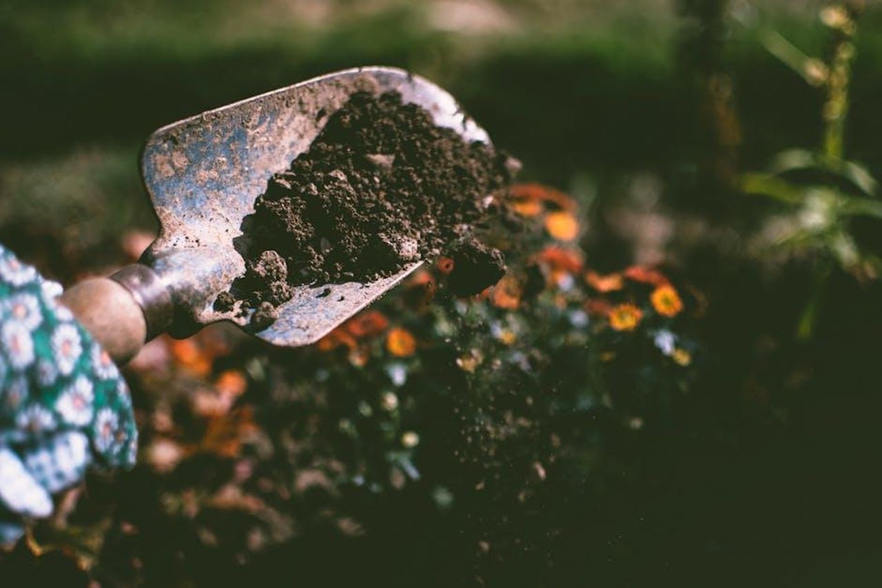 Lincontro_con_Daniel_il_giardiniere_66Lttl0T7f - Confidenze24 Source: Lisa Fotios - pexels - Close-up of a gardening shovel with soil, surrounded by vibrant blooms in an outdoor garden setting.