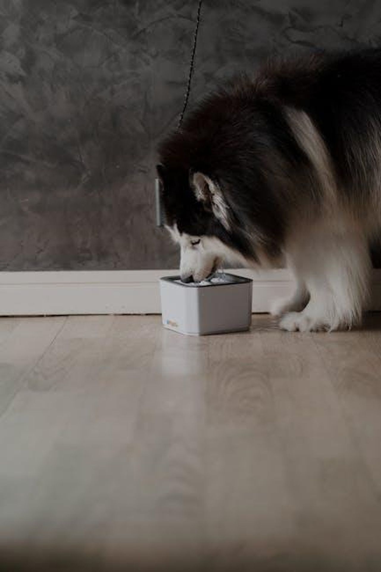 Lopinione_degli_esperti_Ax38Ozqj6P - Confidenze24 Source: Wolf Art - pexels -