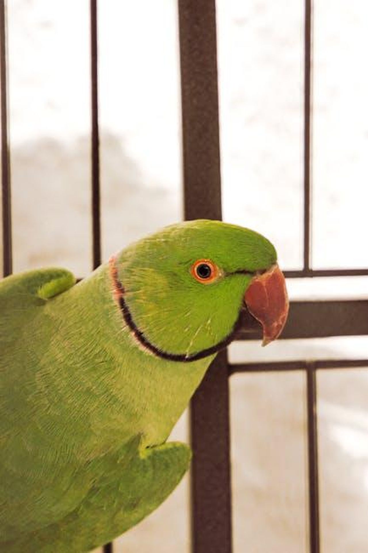 Lorenzo_esprime_dubbi_su_Helena_UsiMd3ku0P - Confidenze24 Source: Dominika Mazur - pexels - Detailed close-up of a rose-ringed parakeet with vibrant green plumage taken in Veneto, Italy.
