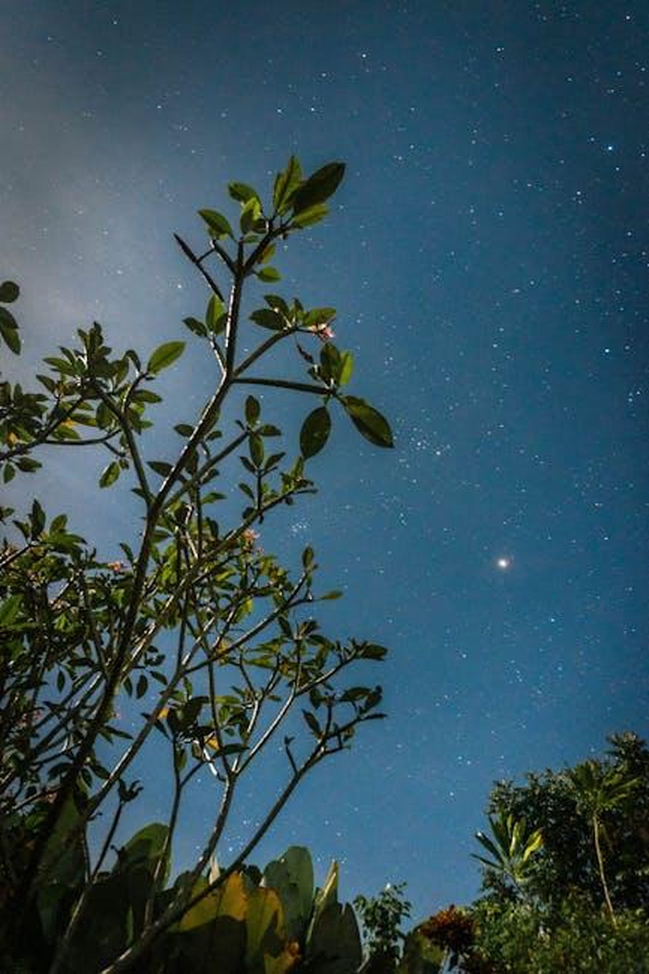 Oroscopo_dal_24_febbraio_al_2_marzo_pagelle_da_Ariete_a_Cancro_L7ggH0S4xZ - Confidenze24 Source: Iurii Laimin - pexels - Low angle view of a clear starry night sky with silhouetted plants in the foreground.