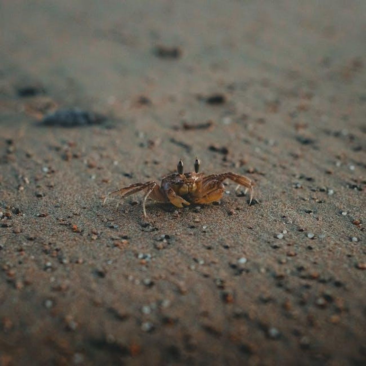 Pesci__Lintuizione_dipinge_il_futuro_4xvChxHQ7O - Confidenze24 Source: Juan Alvarado - pexels - Close-up of a tufted ghost crab on a sandy beach, capturing its natural habitat.