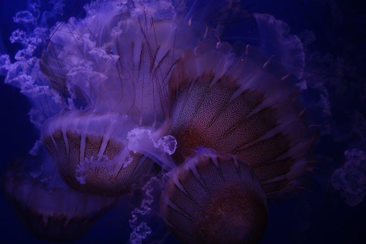 Pesci_fortuna_e_energia_positiva_zwya26CY4z - Confidenze24 Source: Giuseppe Di Maria - pexels - Beautiful purple jellyfish swimming gracefully in a dark-lit aquarium.