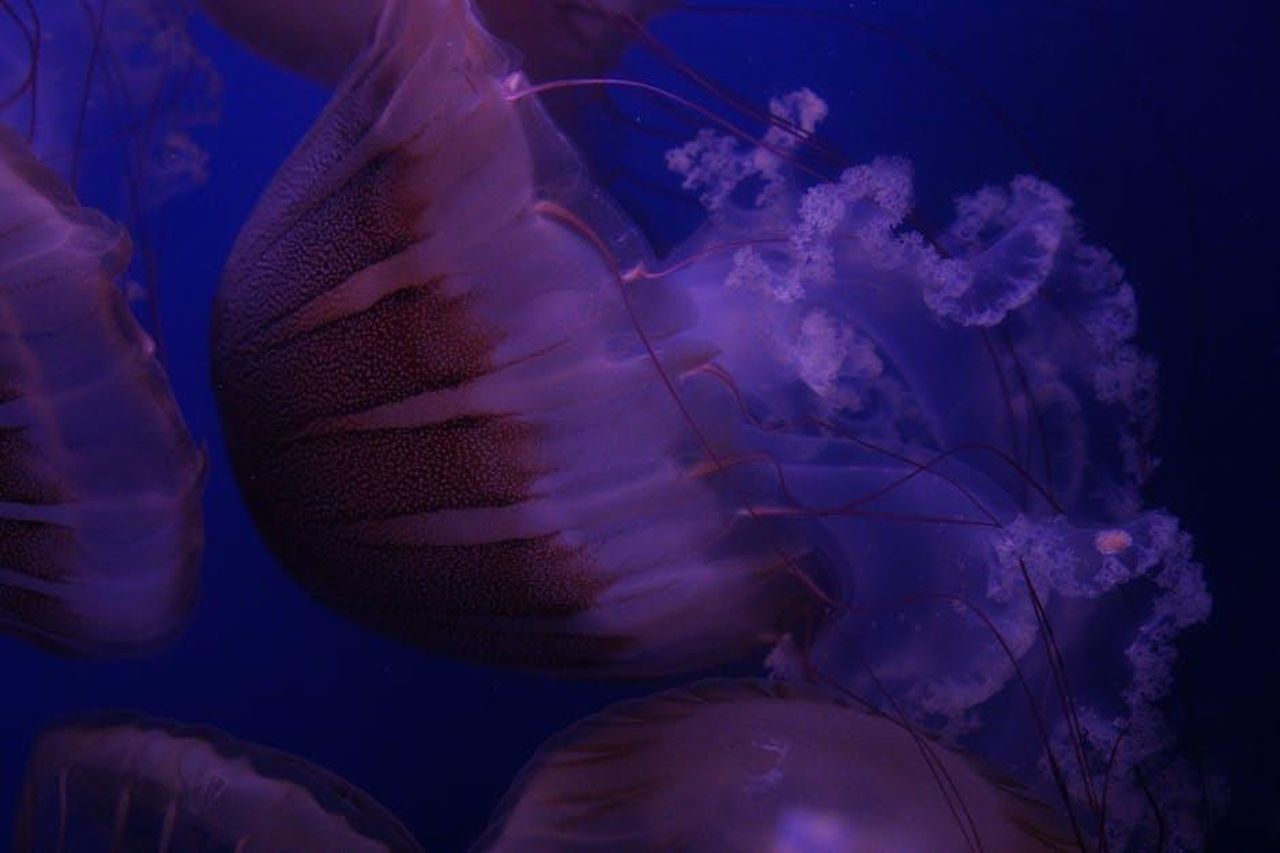 Pesci_nuove_prospettive_professionali_GB8HxYZSa3 - Confidenze24 Source: Giuseppe Di Maria - pexels - Beautiful illumination of jellyfish in an aquarium, captured in Valencia, Spain.